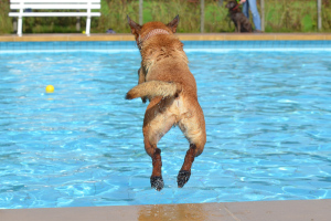 Hund springt in den Pool