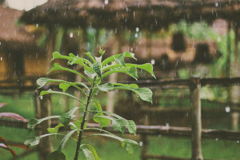 Regen fällt auf Pflanze im Garten.